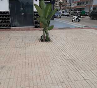 Stadtrundgang Torre del Mar