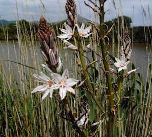 Naturschutzgebiet Albufera