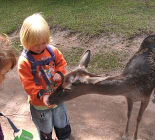 Zahme Rehe und die Kinder