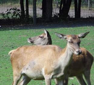 WildparkImpression September 2013