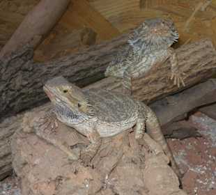 Auch Geckos gibt es in der Farm zu sehen