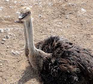 Impressionen von der Straußenfarm
