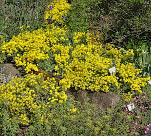 Spaziergang durch den Berggarten Hannover