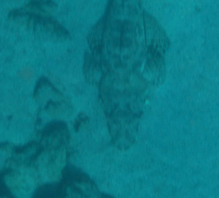 Schnorcheln Marsa Alam