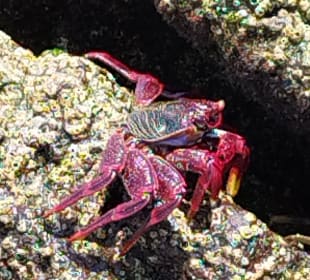 Schnorcheln Costa Calma