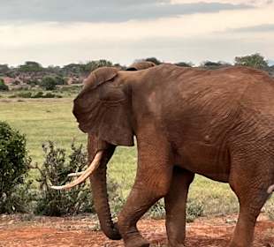 Wildnis Tours and Safaris - Diani Beach