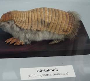 Rundgang durch das Zoologische Museum Kiel