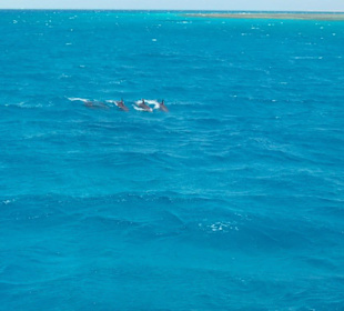 Beim Schnorchelausflug - neben uns schwammen Delphine