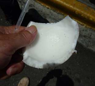 Kokusnüsse frisch vom Baum