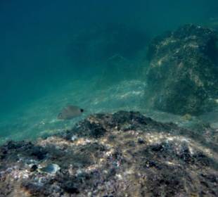 Schnorcheln am besten direkt am Volleyballfeld