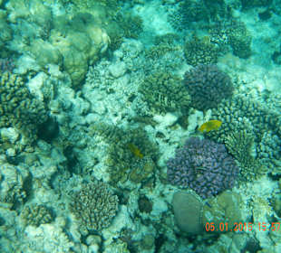 Коралловый риф