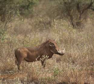 Kenia- Express
