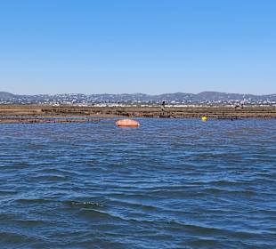 Bootstour Ria Formosa