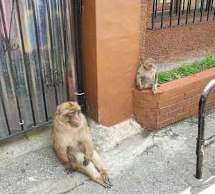 Die berühmten Affen