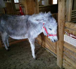 Gut Aiderbichl Eselbereich-Stall