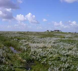 Hamburger Hallig