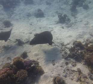 Rochenbesuch während der Delfintour - einmalig!