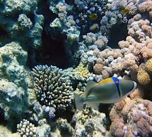 Hoteleigenes Hausriff