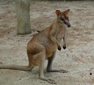 Känguruh
