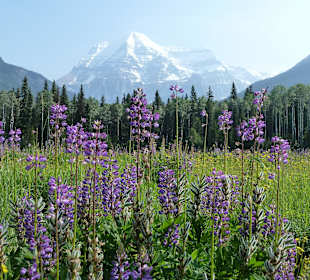 Blumenwiese vorm Mt. Robson