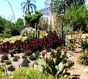 Cactus garden