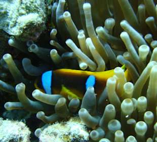 Clownfische im Riff