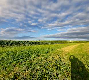 Wandern Mörbisch am See
