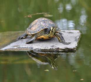 Jardín de Aclimatación de La Orotava