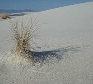 Sanddünen