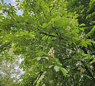 Rosskastanie
