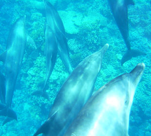 Freilebende Delfine im Roten Meer