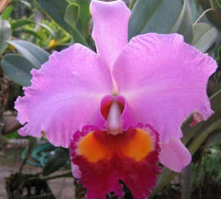 Eine große rosa/rote Orchidee.