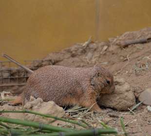 Irrland Bauernhof-Erlebnisoase