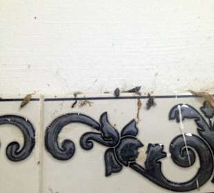 Tierkot im "Badezimmer"