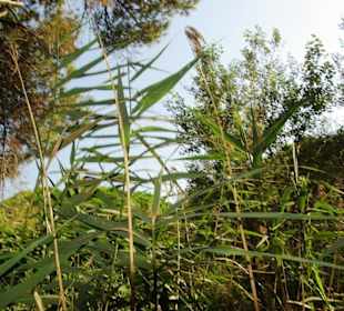 Naturreservat tief im Wald