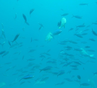 Aussicht vom Sindbad Submarine