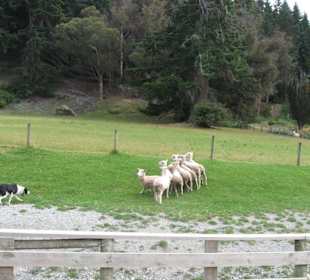 Storm gibt mit den Augen die Richtung vor
