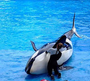 Sea World