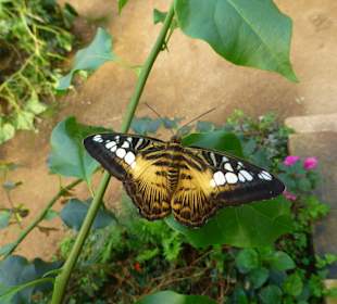 Schmetterlingsfarm Uslar