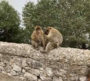 Ausflug nach Gibraltar