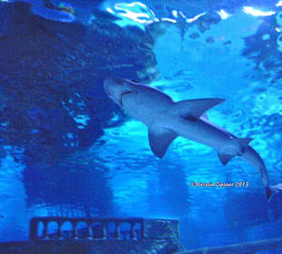 Aquarium-Tunnelgang 131m lang