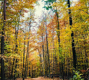 Wandern Neustadt in Sachsen
