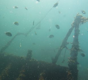 Tauchen am Wrack der Fähre in der Bucht Samana