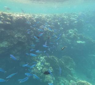 Schnorcheln Marsa Alam