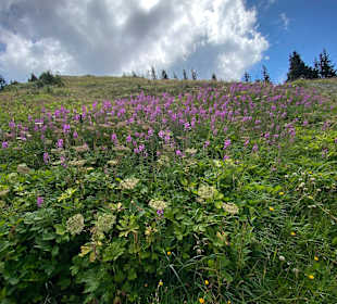 Wandern Hochpillberg