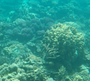 Schnorcheln El Gouna 