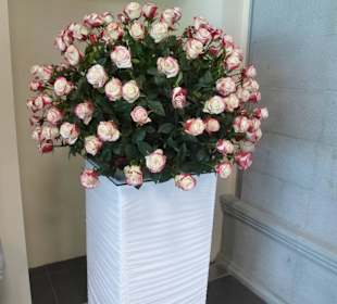 Prachtvolle echte Rosen