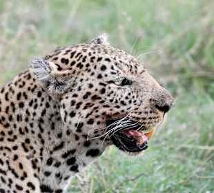 Masai Mara