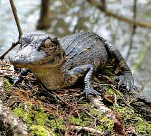 Baby-Alligator