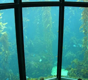 Monterey Bay  Aquarium